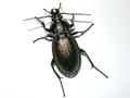 Carabus nemporalis